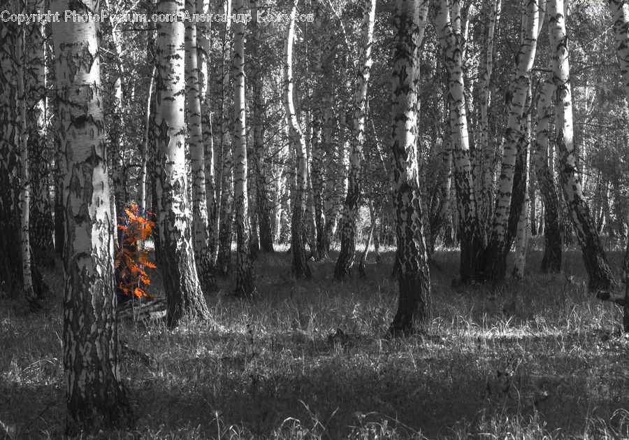 Birch, Tree, Wood, Forest, Vegetation, Grove, Land