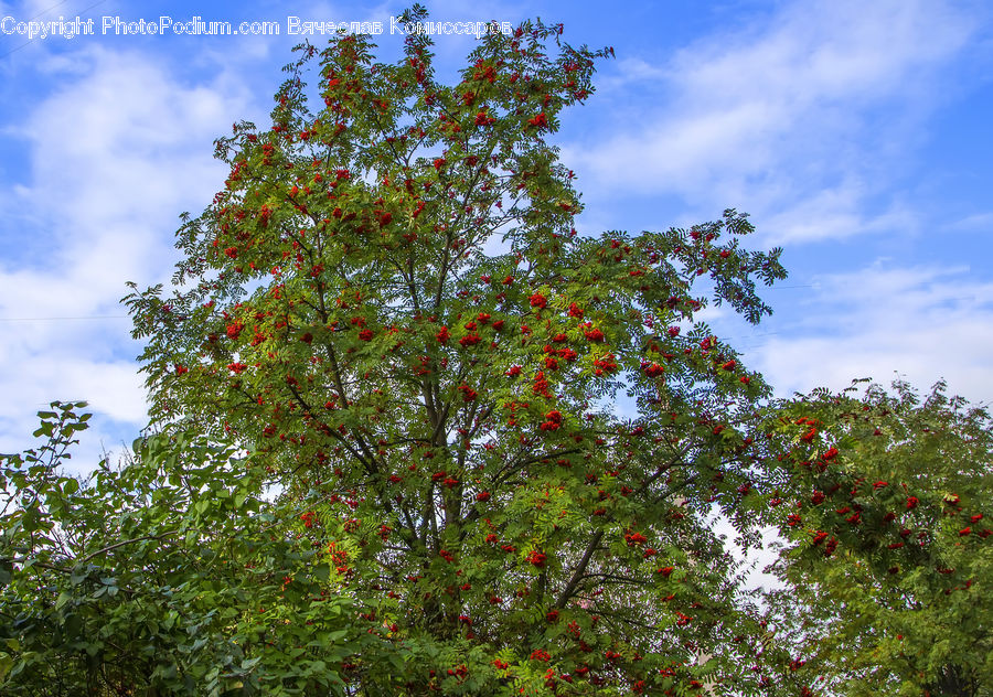 Plant, Tree, Blossom, Flora, Flower, Maple, Wood