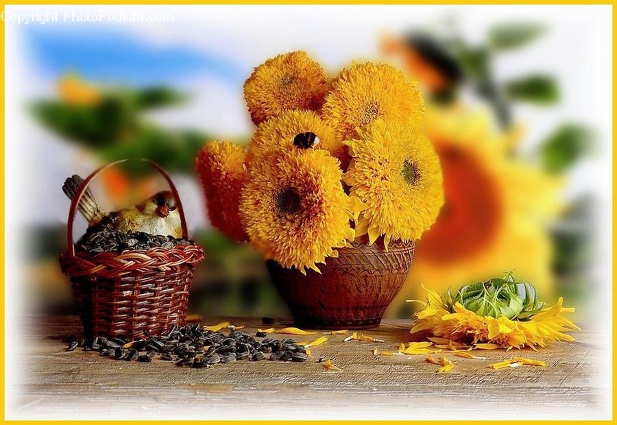 Blossom, Flora, Flower, Plant, Sunflower, Potted Plant, Pollen