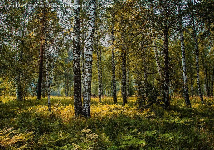 Birch, Tree, Wood, Forest, Vegetation, Grove, Land