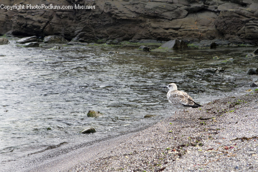 Bird, Seagull, Grouse, Ptarmigan, Booby, Rock, Creek