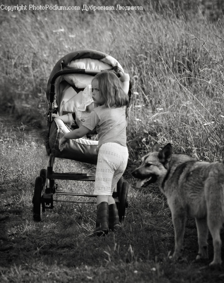 People, Person, Human, Animal, Canine, Coyote, Grey Fox