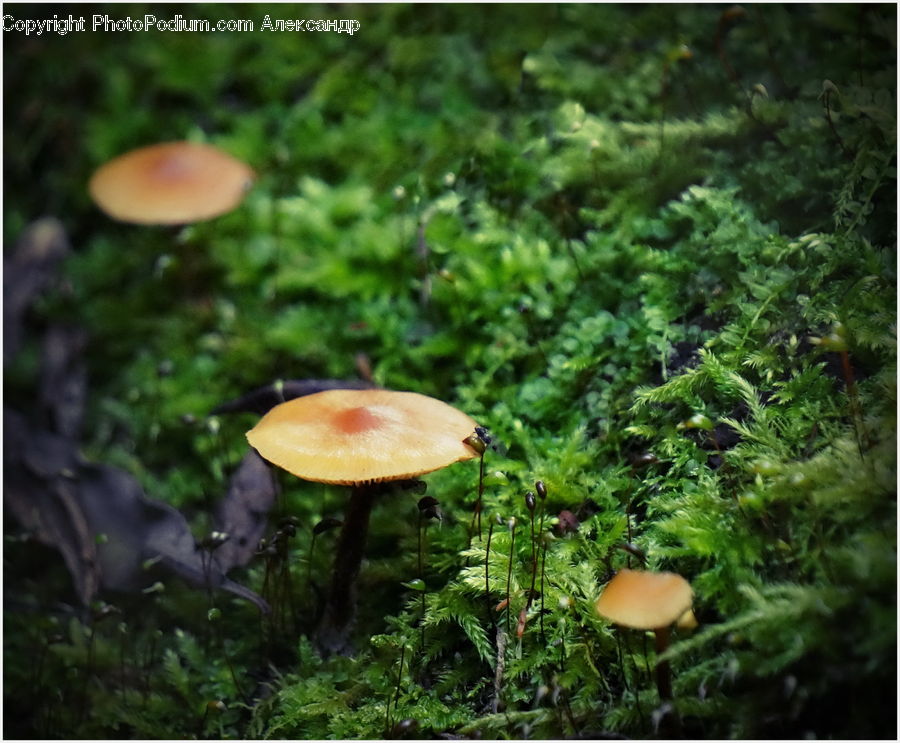Agaric, Amanita, Fungus, Mushroom, Plant, Conifer, Fir