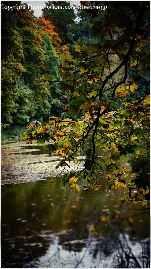 Outdoors, Pond, Water, Plant, Vine, Bench, Land
