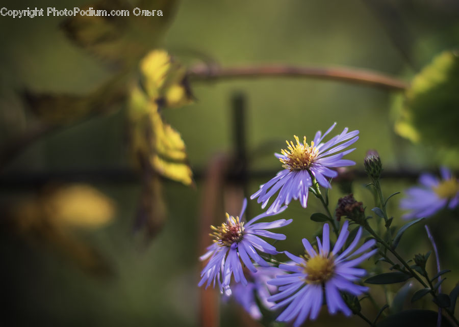 Aster, Blossom, Flower, Plant, Flora, Daisies, Daisy