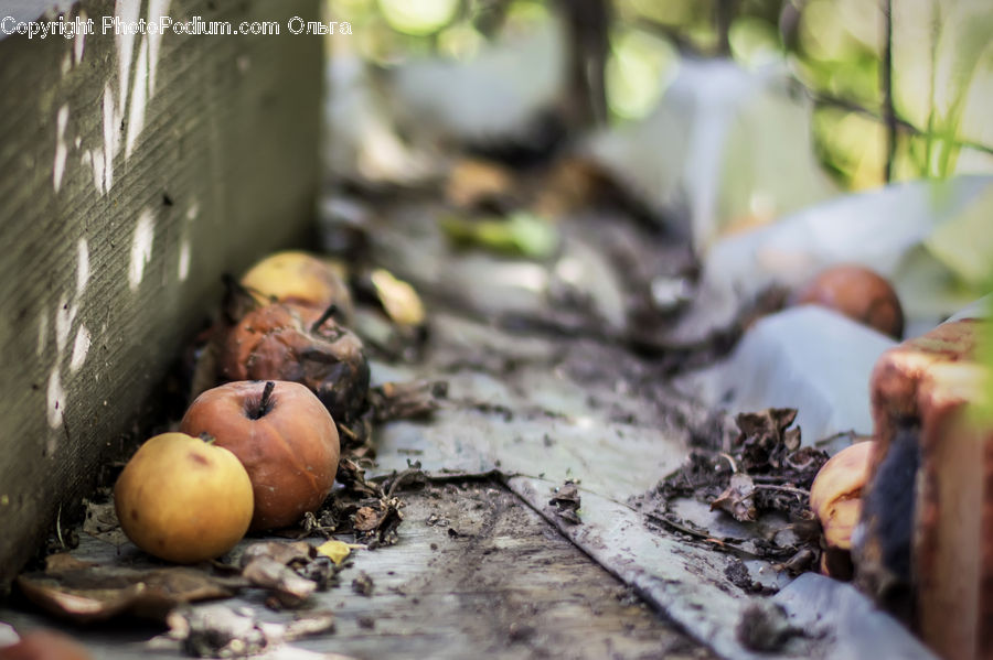 People, Person, Human, Bowl, Plant, Potted Plant, Fruit