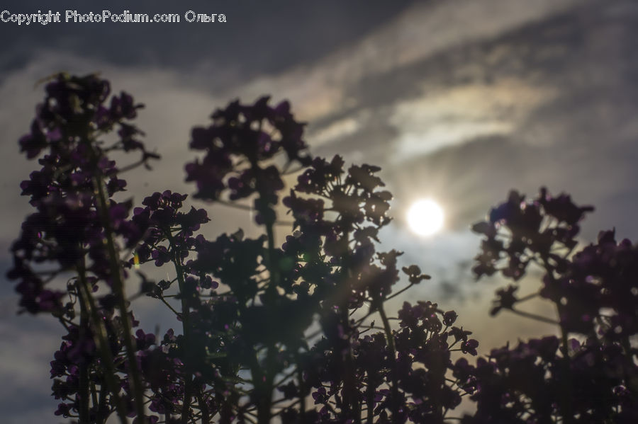 Flare, Light, Sunlight, Blossom, Flora, Flower, Plant