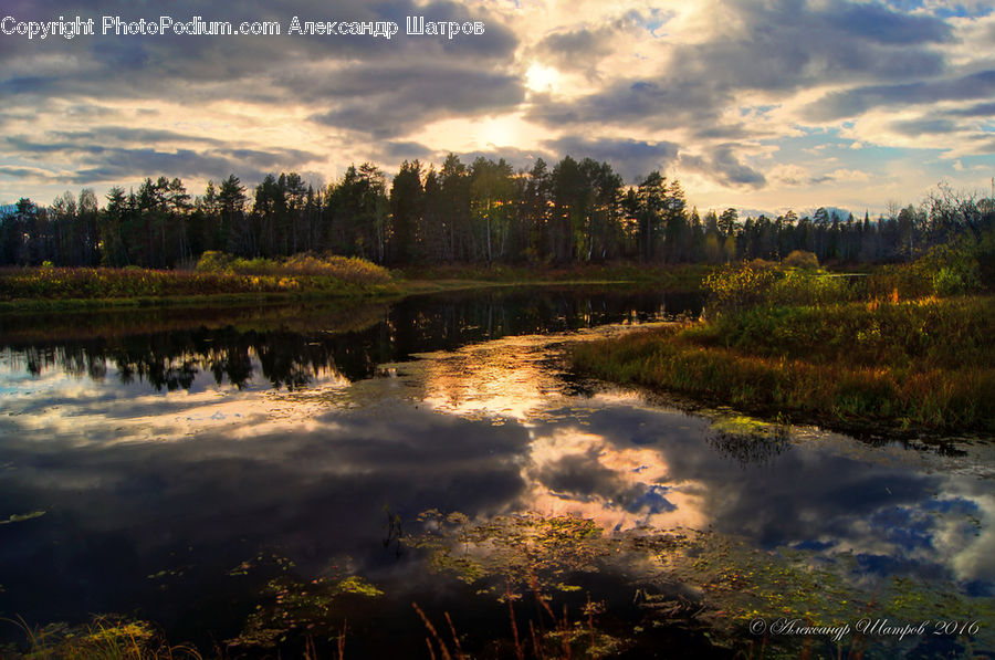 Land, Marsh, Pond, Swamp, Water, Dawn, Dusk