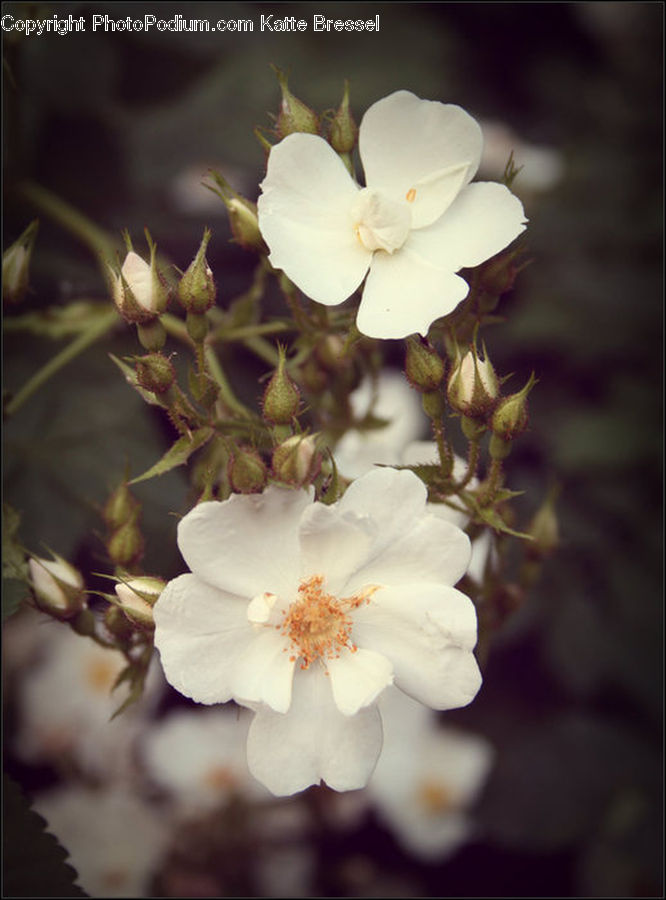Blossom, Flora, Flower, Plant, Cherry Blossom