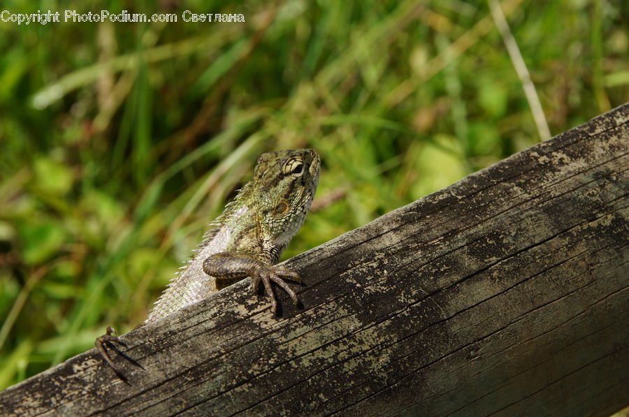 Cricket Insect, Grasshopper, Insect, Invertebrate, Lizard, Reptile