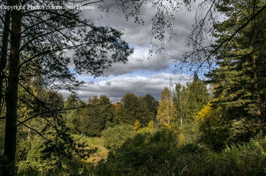 Forest, Vegetation, Plant, Tree, Conifer, Fir, Pine