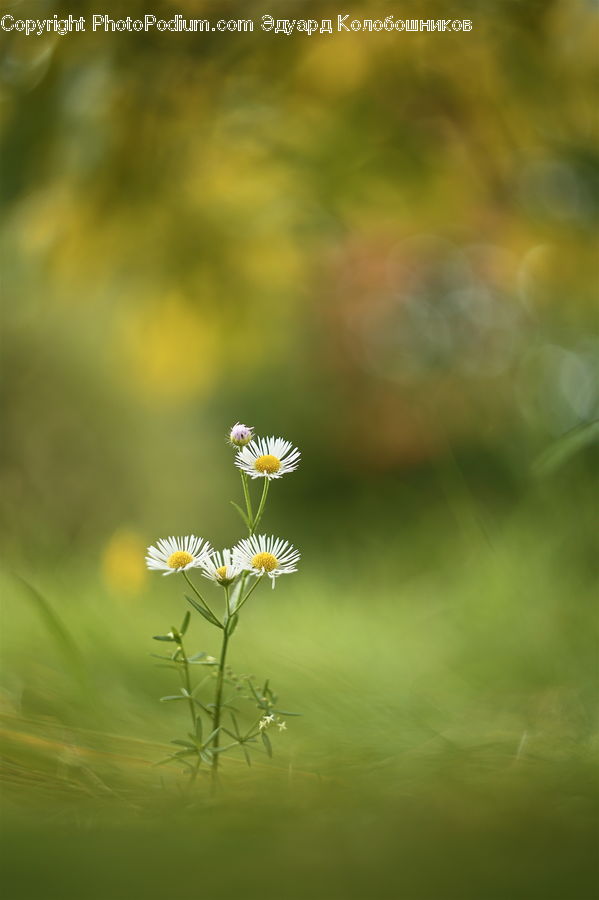 Cosmos, Field, Grass, Grassland, Plant, Blossom, Flora