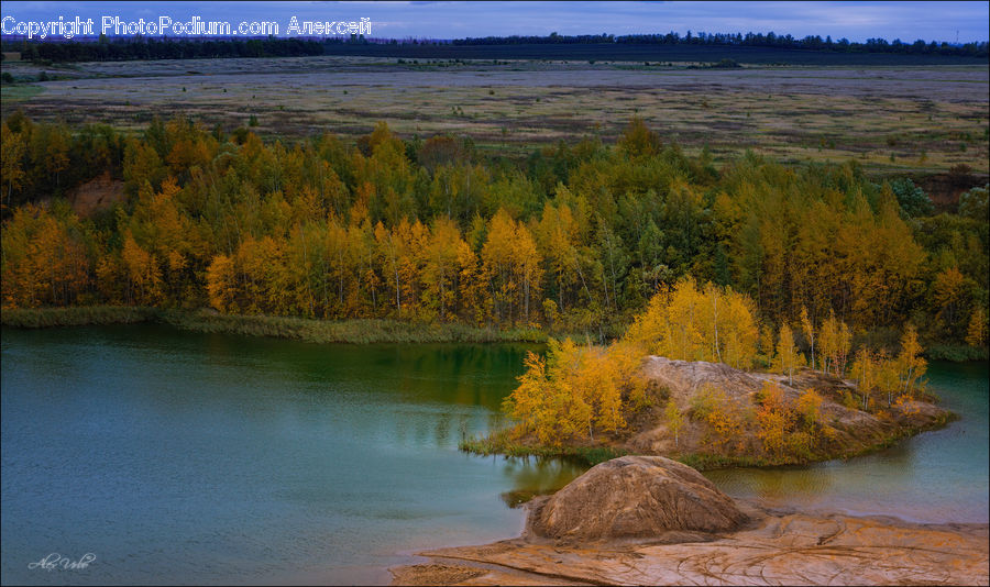 Conifer, Larch, Tree, Wood, Fir, Plant, Lake