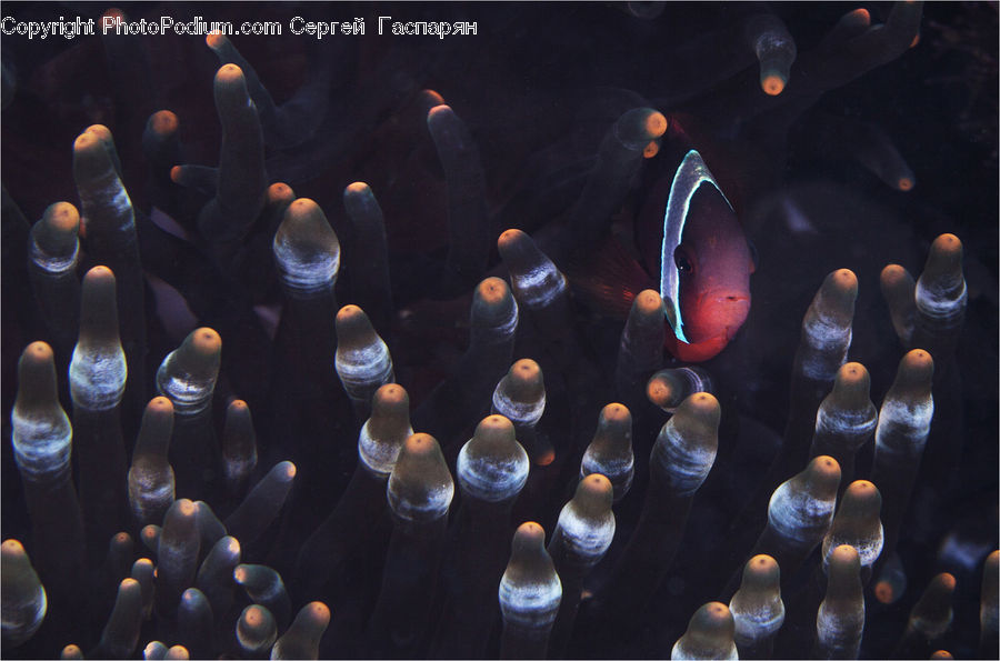 Pot, Pottery, Amphiprion, Fish, Sea Life, Aquarium, Aquatic