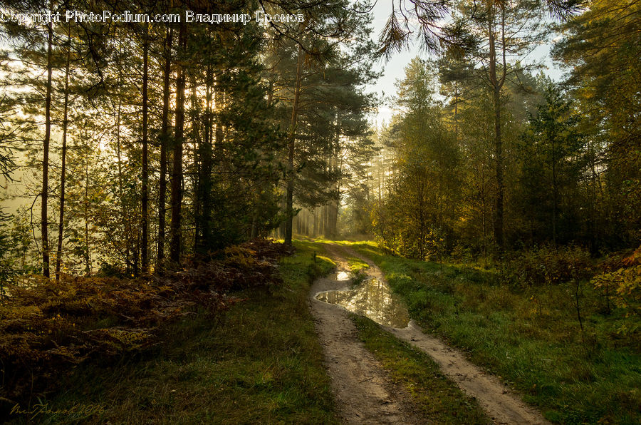 Dirt Road, Gravel, Road, Path, Walkway, Forest, Vegetation