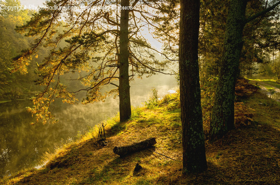 Forest, Vegetation, Dirt Road, Gravel, Road, Flare, Light
