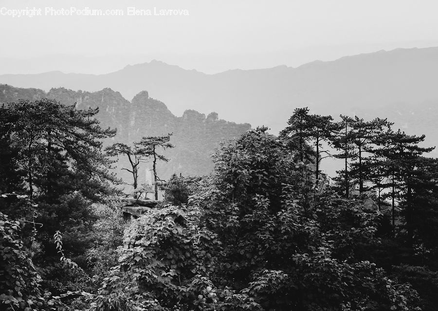 Forest, Jungle, Rainforest, Vegetation, Bush, Plant, Blossom