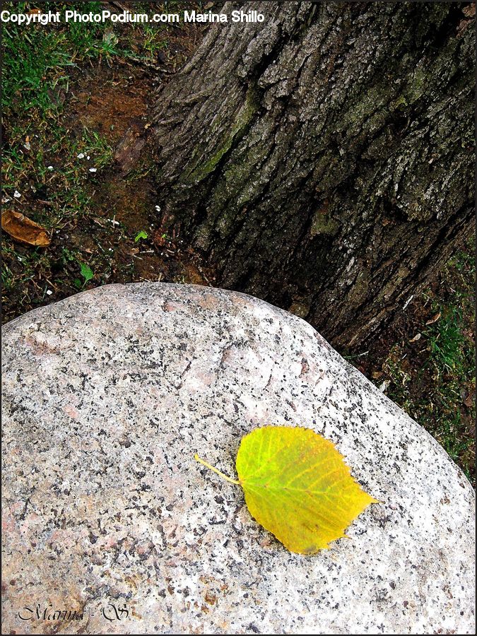 Asphalt, Tarmac, Ground, Soil, Pavement, Moss, Plant