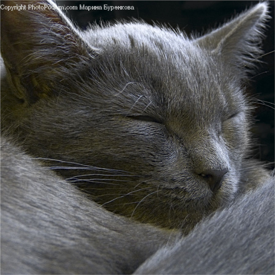 Animal, Cat, Pet, Siamese, Kitten, Mammal, Abyssinian