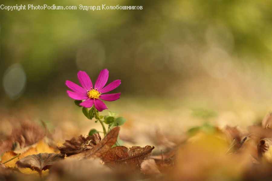 Blossom, Flora, Flower, Geranium, Plant, Cosmos, Aster
