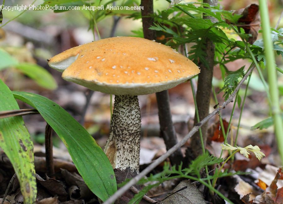 Agaric, Amanita, Fungus, Mushroom, Plant, Soil, Herbal