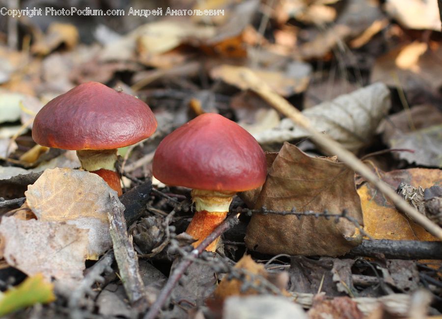 Agaric, Amanita, Fungus, Mushroom, Plant