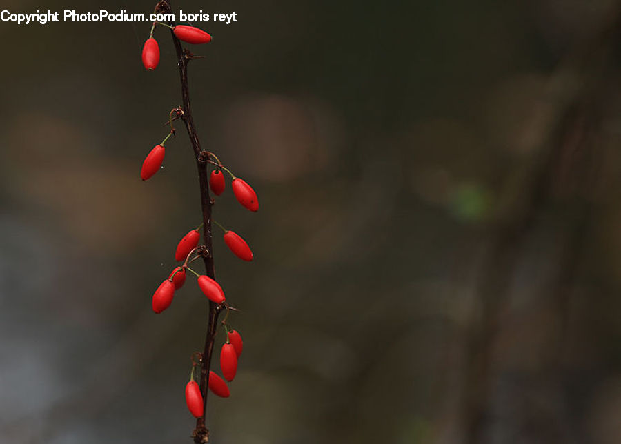 Blossom, Flora, Flower, Plant, Conifer, Fir, Tree