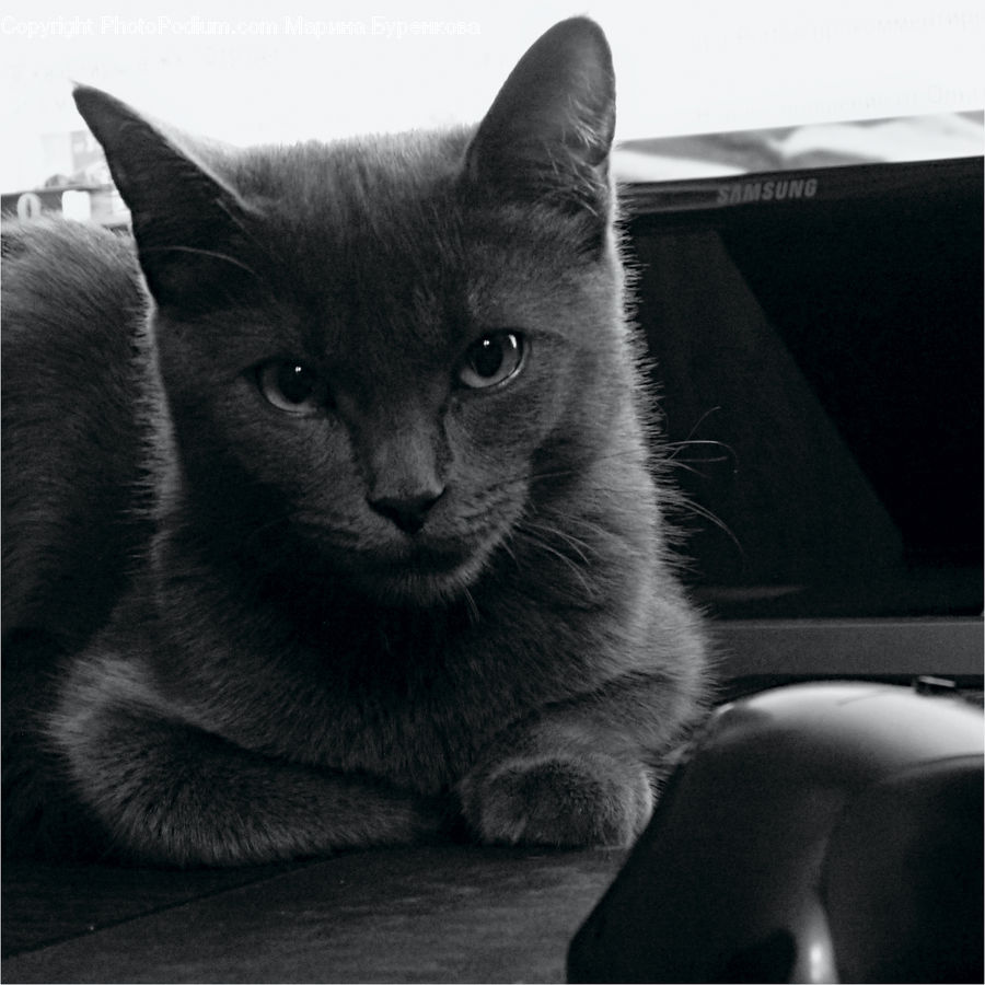 Abyssinian, Animal, Cat, Mammal, Pet, Manx, Computer