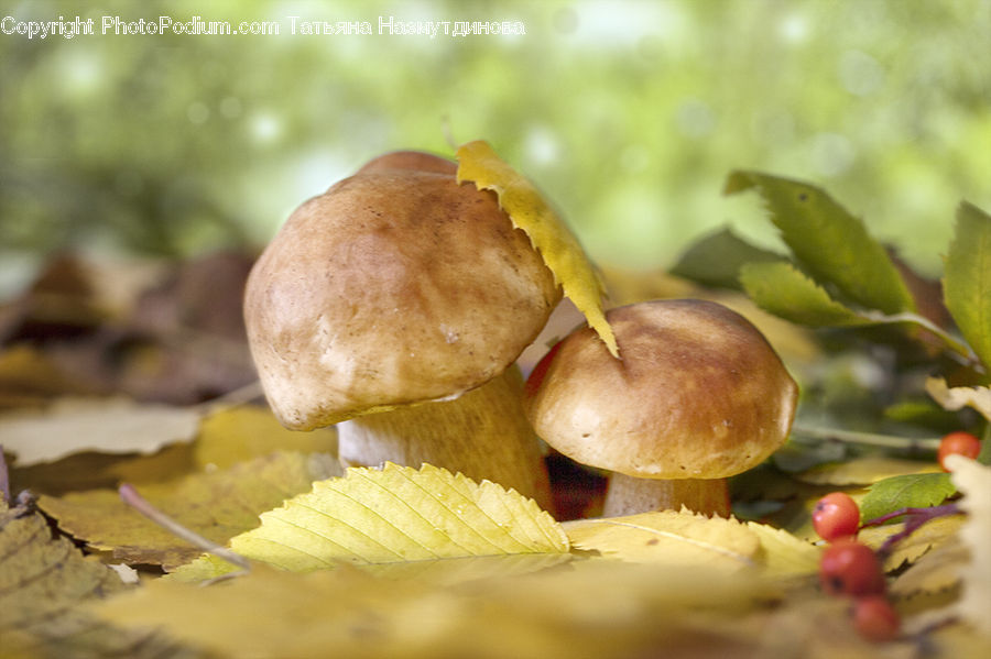 Agaric, Amanita, Fungus, Mushroom, Plant, Bread, Bun