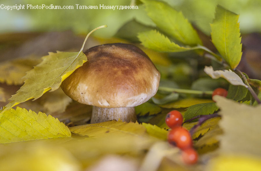 Fruit, Grapes, Agaric, Amanita, Fungus, Mushroom, Plant