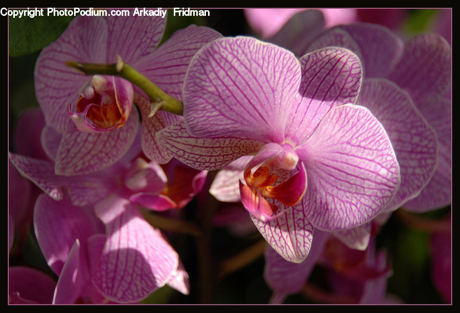 Blossom, Flora, Flower, Orchid, Plant, Geranium
