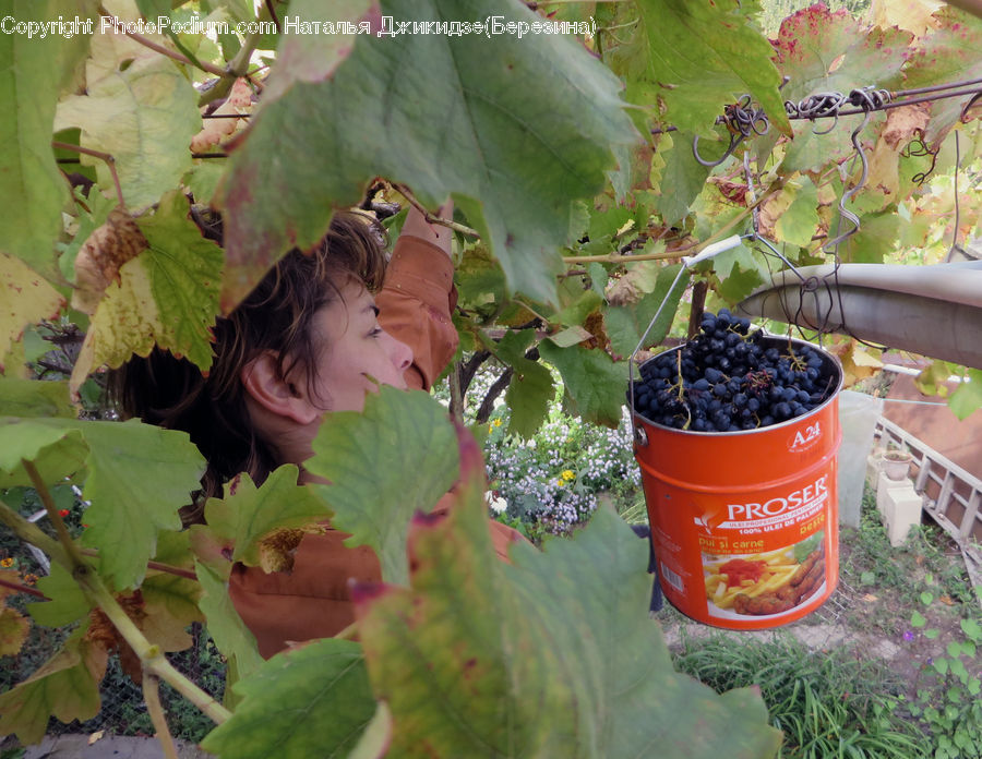 Blueberry, Fruit, Grapes, Plant, Potted Plant, Vine, Produce