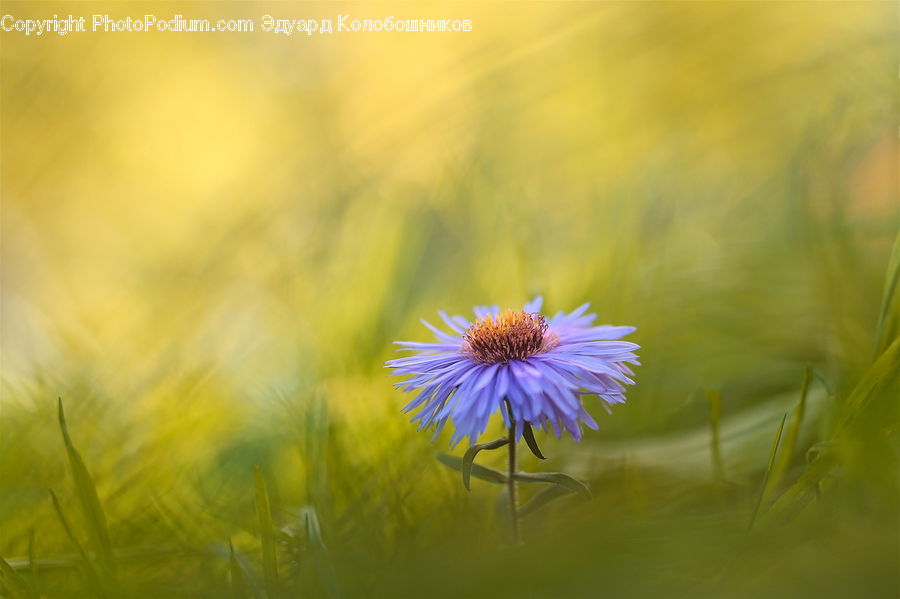 Daisies, Daisy, Flower, Plant, Dandelion, Blossom, Flora