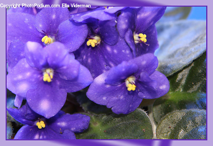 Blossom, Crocus, Flora, Flower, Plant, Violet, Iris