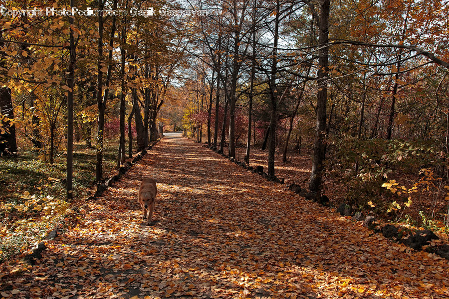 Path, Road, Walkway, Forest, Vegetation, Dirt Road, Gravel