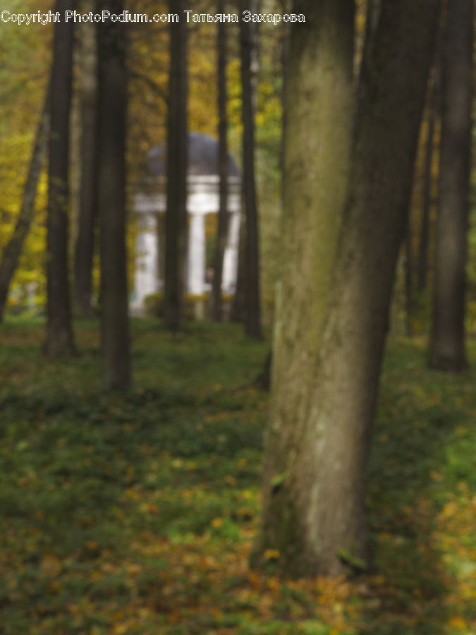 Forest, Vegetation, Grove, Land, Plant, Tree, Birch