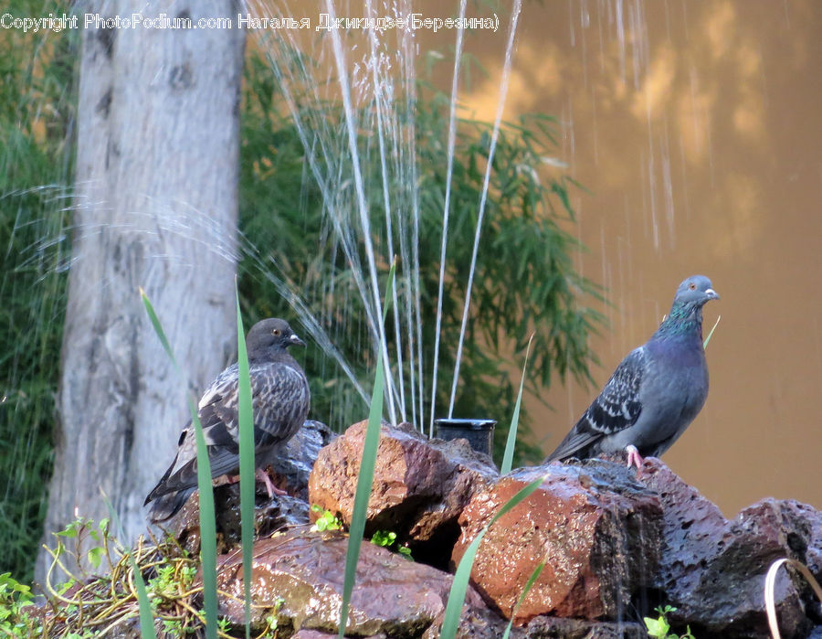Bird, Dove, Pigeon, Quail, Flicker Bird, Woodpecker, Accipiter