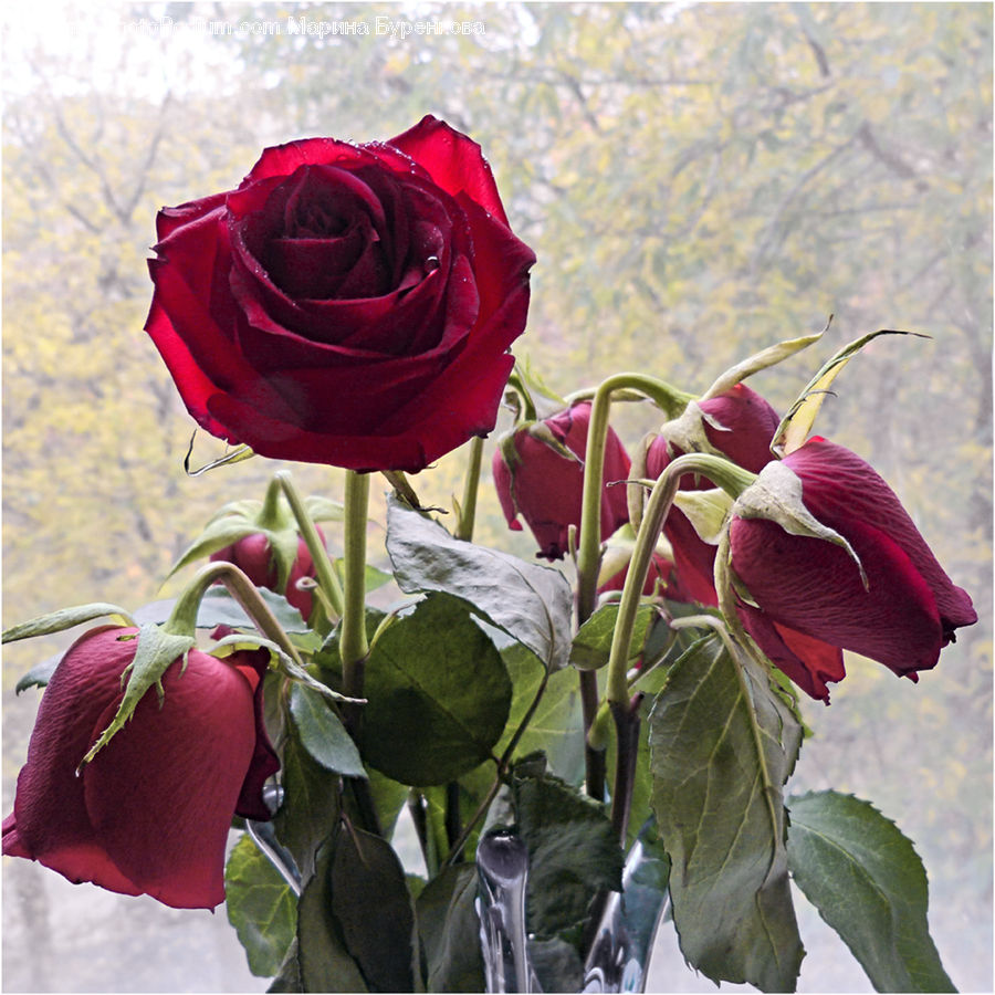 Blossom, Flower, Plant, Rose, Veins, Flower Arrangement, Flower Bouquet