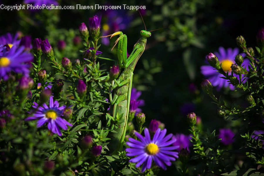 Aster, Blossom, Flower, Plant, Flora, Geranium, Crocus