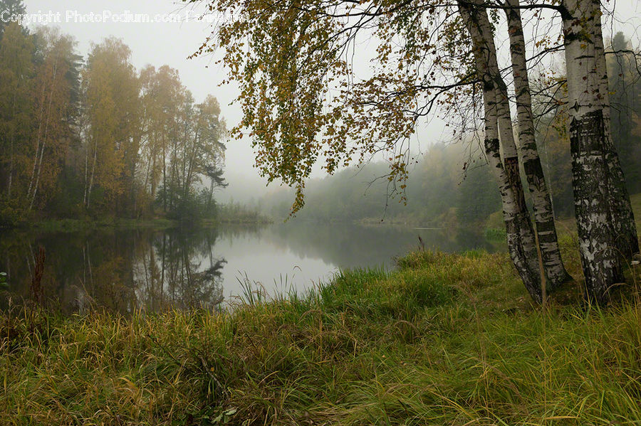 Fog, Mist, Outdoors, Land, Marsh, Pond, Swamp