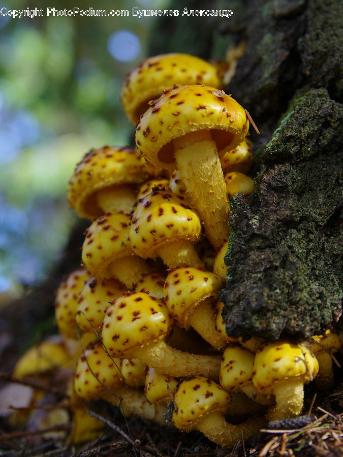 Agaric, Amanita, Fungus, Mushroom, Plant, Food, Bowl