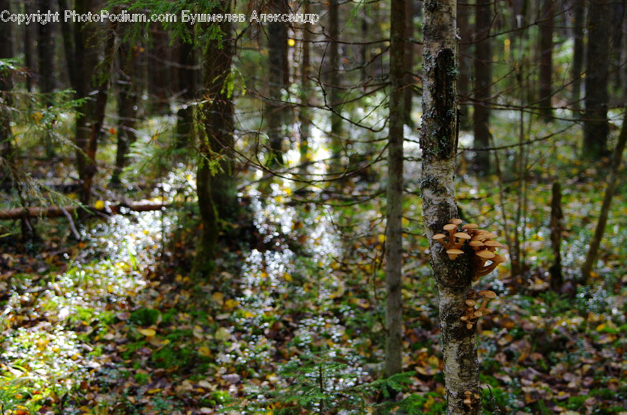 Forest, Vegetation, Land, Marsh, Outdoors, Swamp, Water