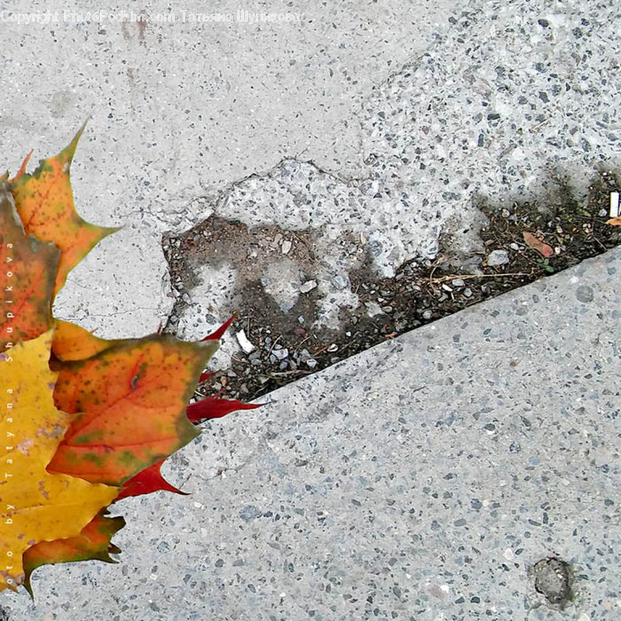 Maple, Maple Leaf, Plant, Asphalt, Tarmac, Fence, Wall