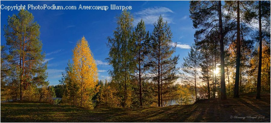 Conifer, Fir, Plant, Tree, Larch, Wood, Dirt Road