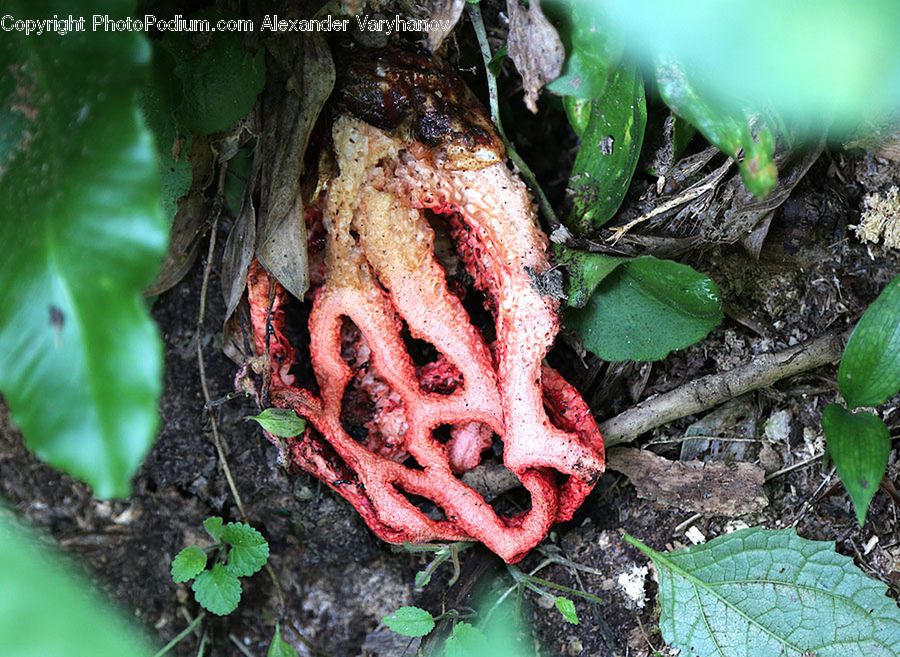 Rust, Agaric, Amanita, Fungus, Mushroom, Plant, Conifer