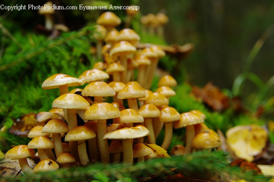 Agaric, Amanita, Fungus, Mushroom, Plant, Food, Blossom
