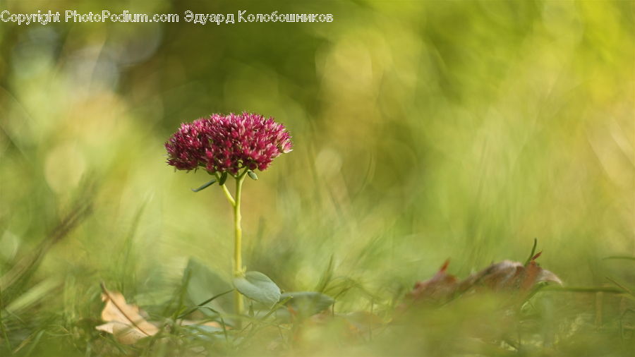 Blossom, Flora, Flower, Plant, Field, Grass, Grassland