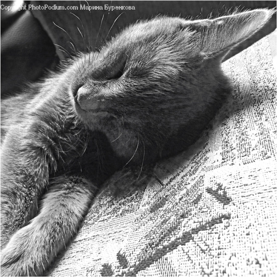 Asleep, Animal