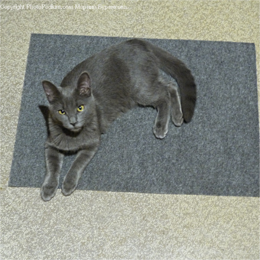 Abyssinian, Animal, Cat, Mammal, Pet, Kitten, Manx