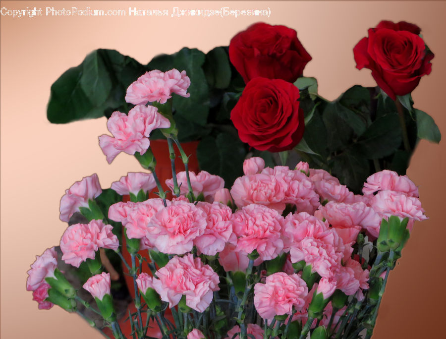 Blossom, Flower, Plant, Rose, People, Person, Human